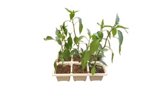 Cayenne Hot Pepper - 6 Pack Seedling Tray