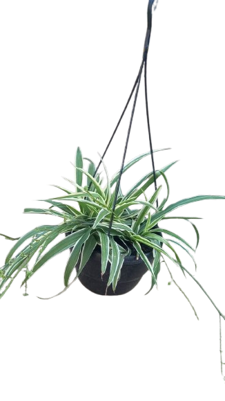 Chlorophytum Variegated 20cm