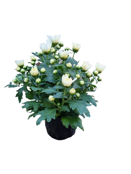 Chrysanthemums - 14CM