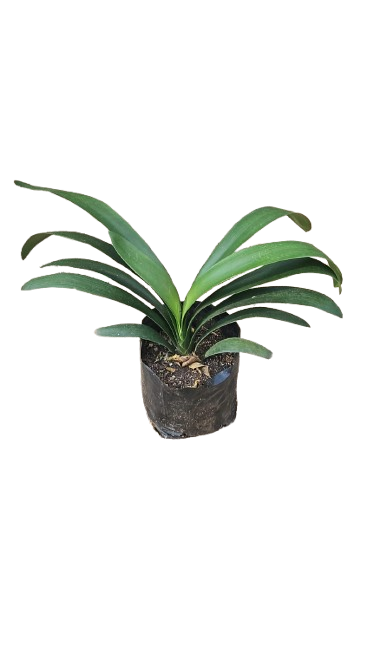 ClIvia 3L