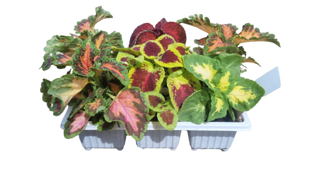 Coleus 6 Pack Seedling Tray