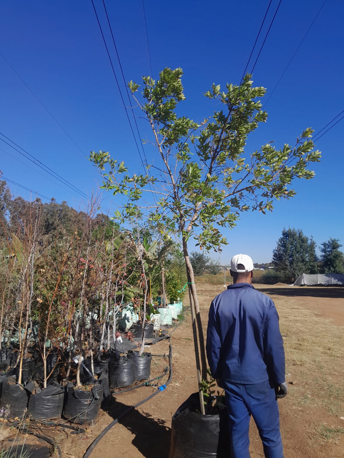 Combretum 'Riverbush Willow' 100L