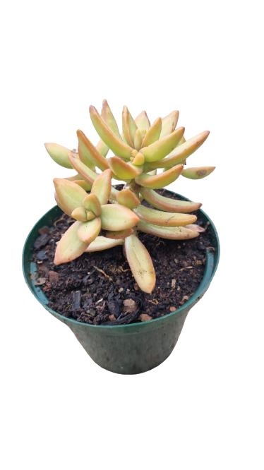 Coppertone Sedum 8cm