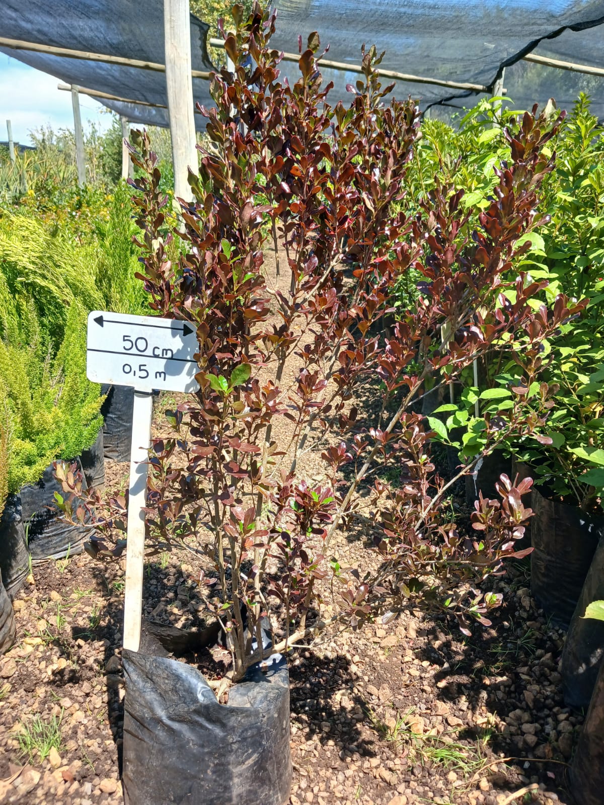 Coprosma Karo Red 10L