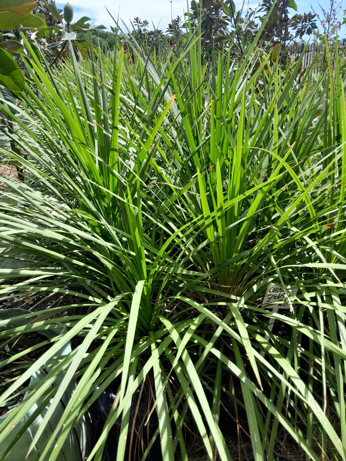 Cordyline Australis Green 20L