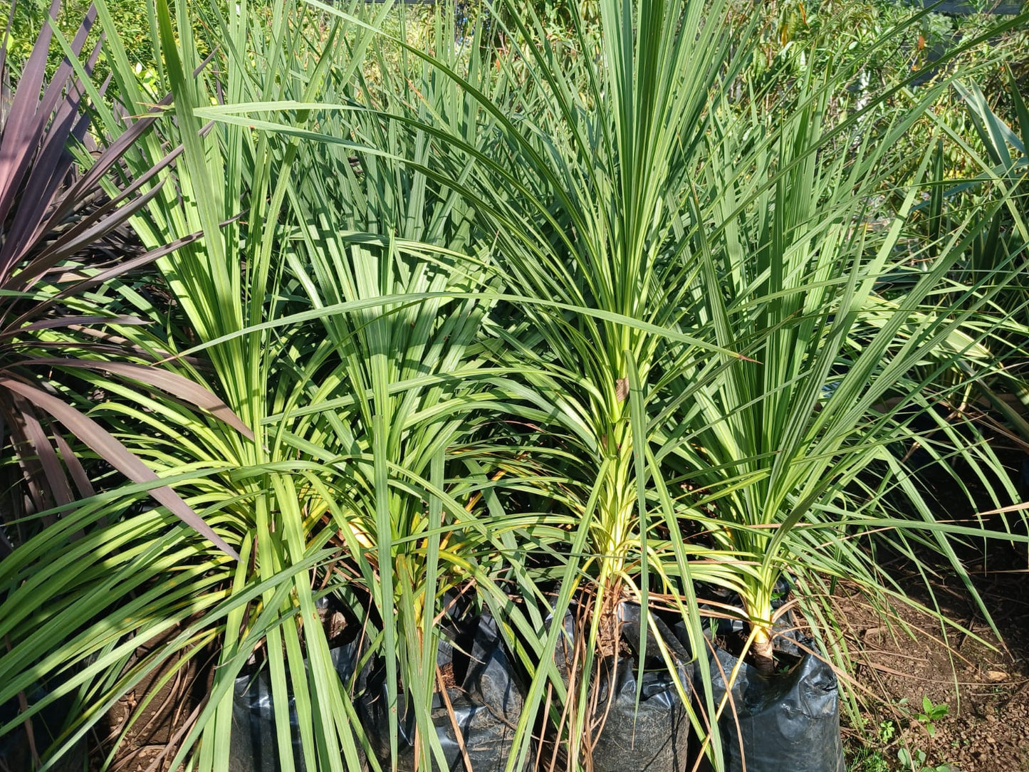 Cordyline Australis Green 20L