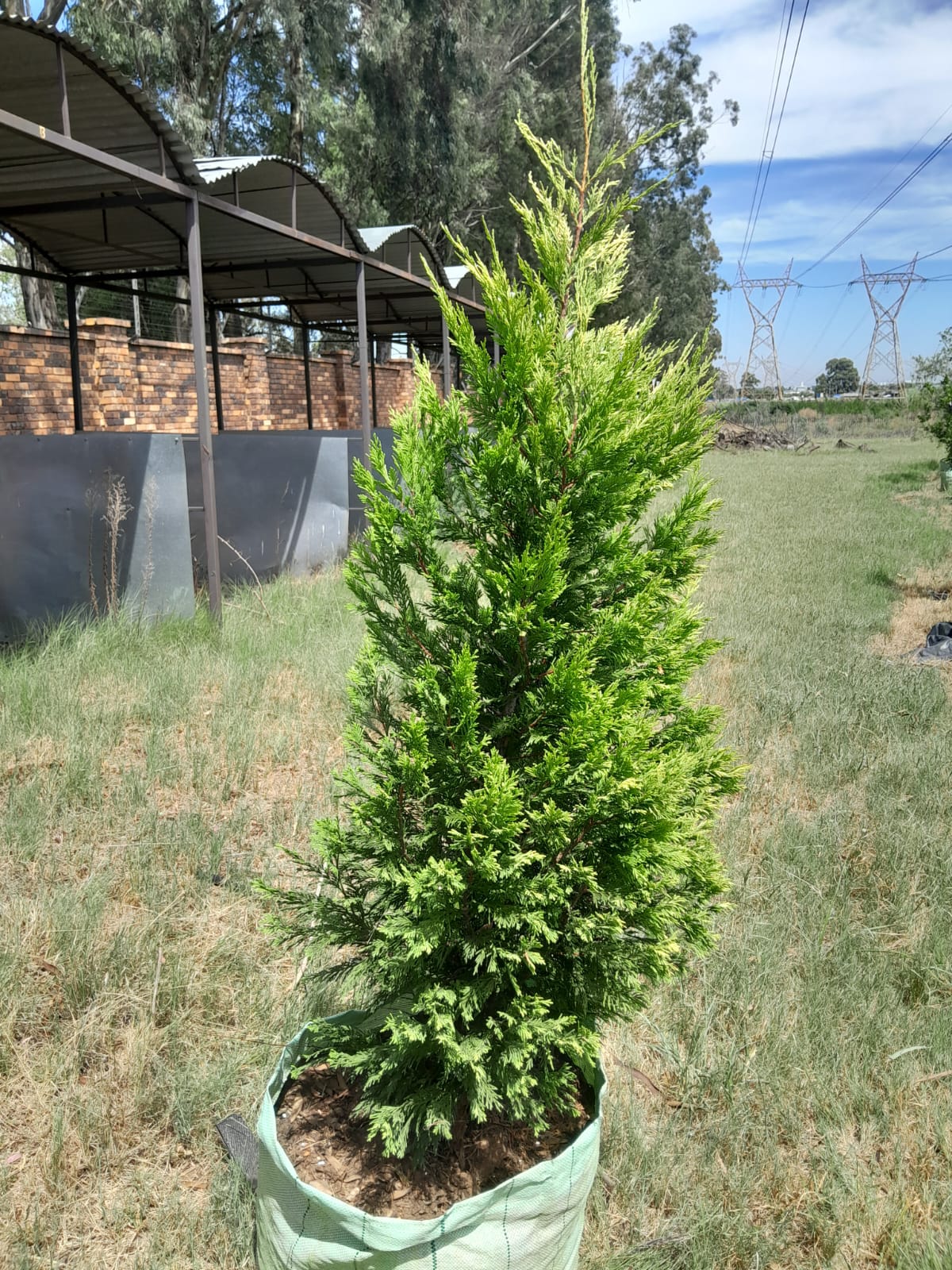 Cupressus Gold Rider 100L