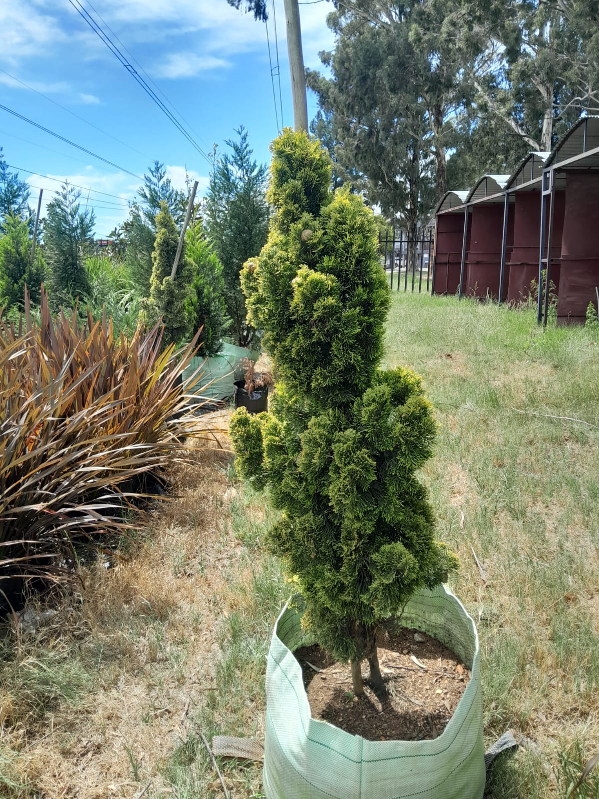 Cupressus Swanes Gold 100L