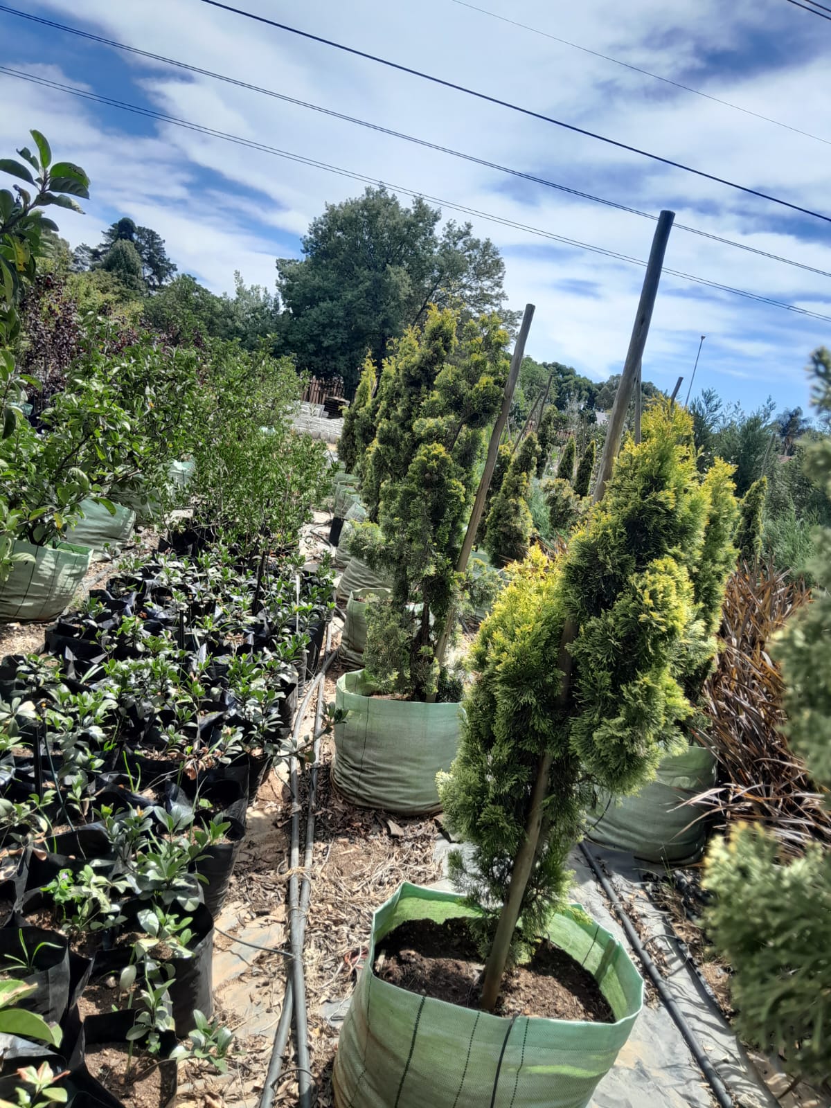 Cupressus Swanes Gold 100L