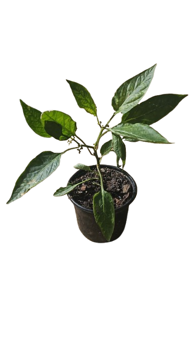Decorative Chilies 12cm