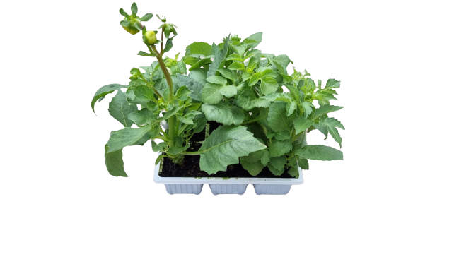 Dahlia 6 Pack Seedling Tray