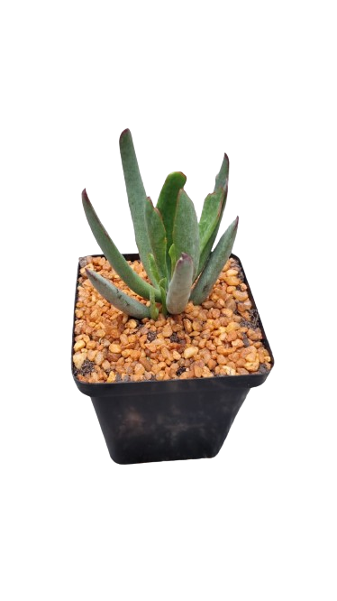 Decorative Succulent 12cm - Assorted