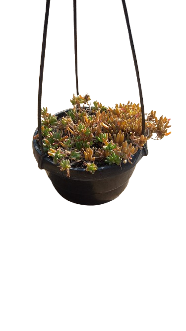 Delosperma Sun Diamonds 16.5cm