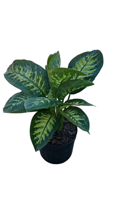 DIeffenbachia Alexii 19cm