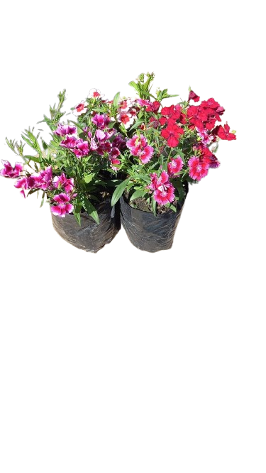 Dianthus Chiba Mixed 3L