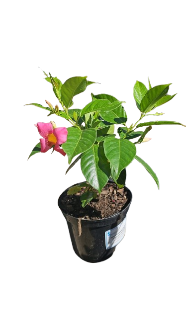 DIpladenia Diamantina 17cm Various