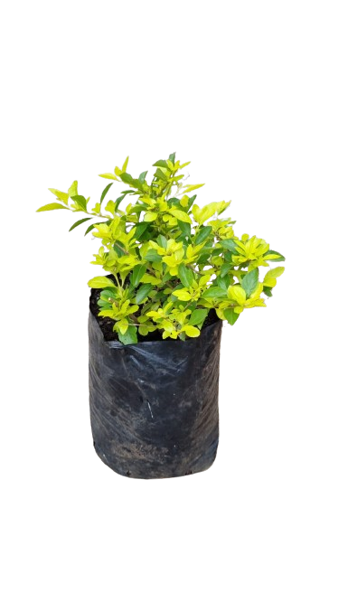 Duranta Gold 10l