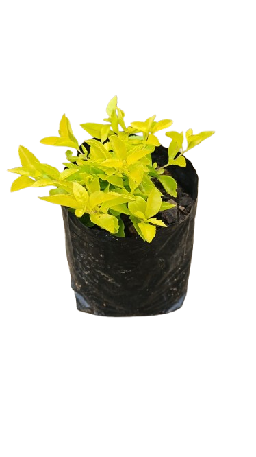 Duranta 2.5L
