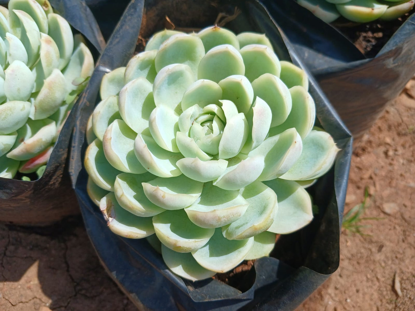 Echeveria Blue Elegance 4L
