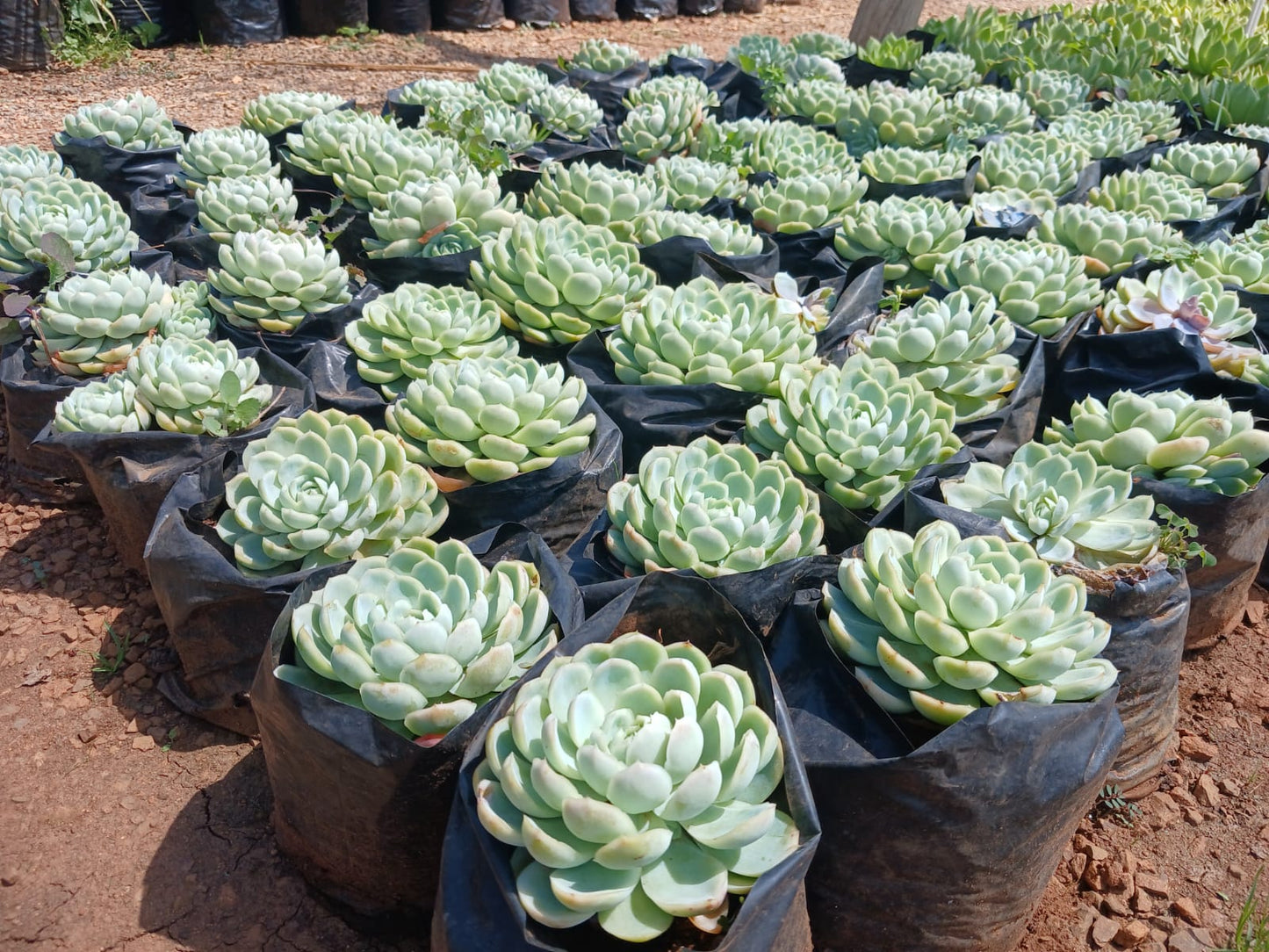 Echeveria Blue Elegance 4L