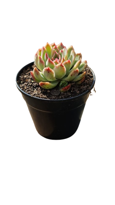 Echeveria Various Sizes ( 10cm / 12cm / 14.5cm)