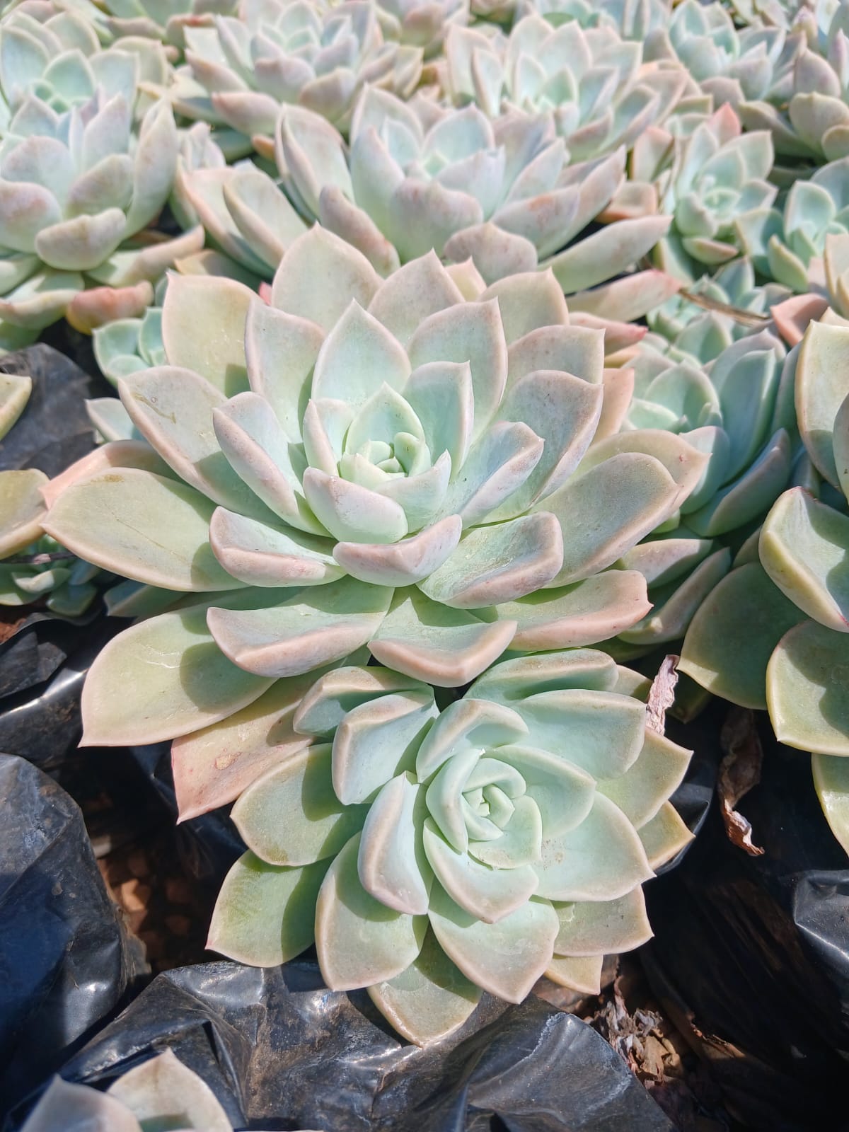 Echeveria Subsessilis Grey 4L