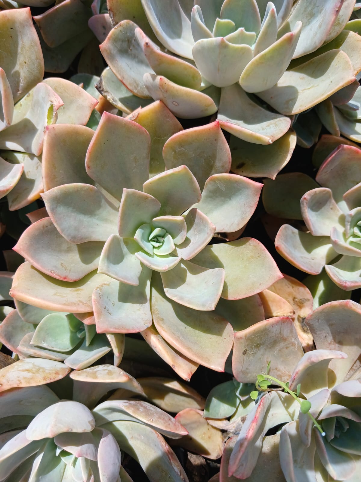 Echeveria Subsessilis Pink 1.5L