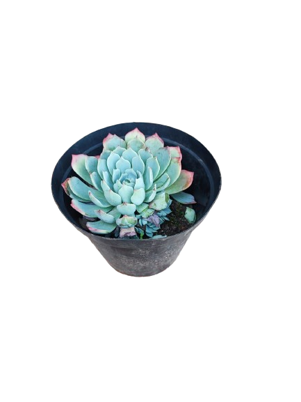 Echeveria Rose Various