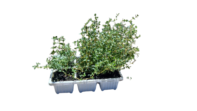 English Thyme 6 Pack Seedling Tray