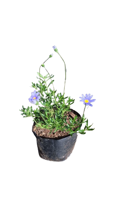 Felicia Amelloides - 3L