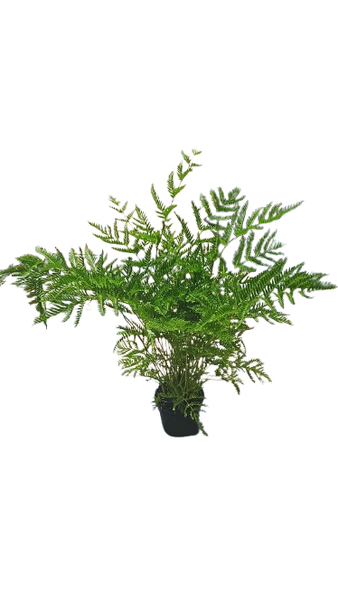 Fern Straminea Pteris 14cm