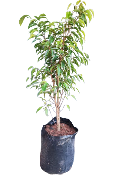 Ficus Lemon Lime 10L