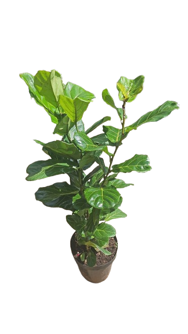 Ficus Lyrata 30cm