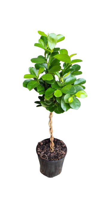 Ficus Moclame Braided Plaited 20cm