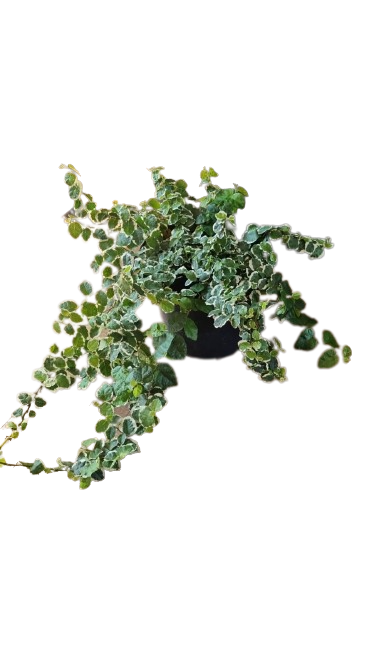 Ficus Pumila Variegated 15cm