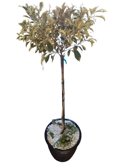 Ficus Hawaii in decorative pot