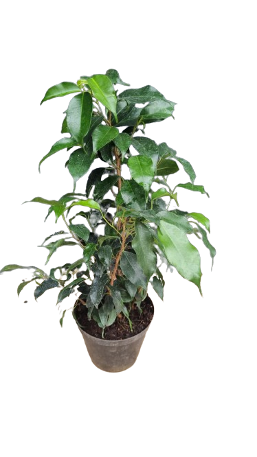 Ficus Benjamina Vivian - Various Sizes