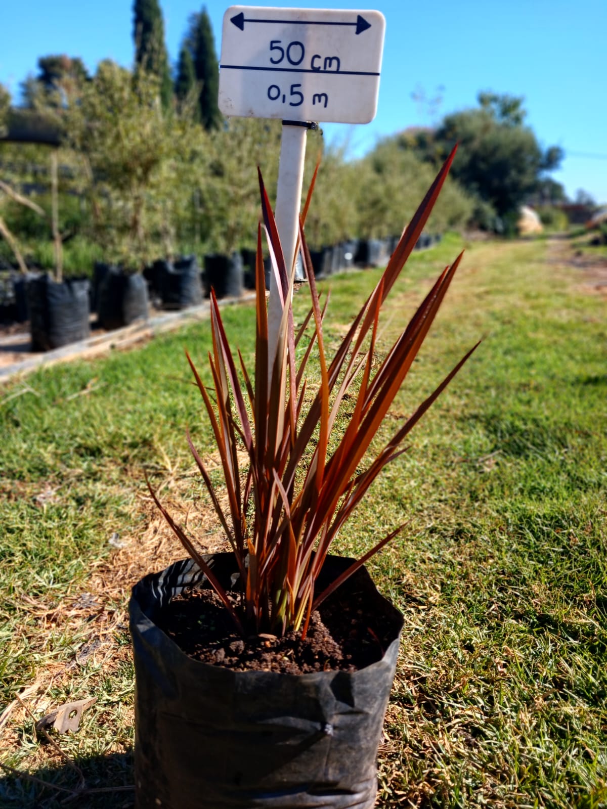 Phormium Firechief 10L
