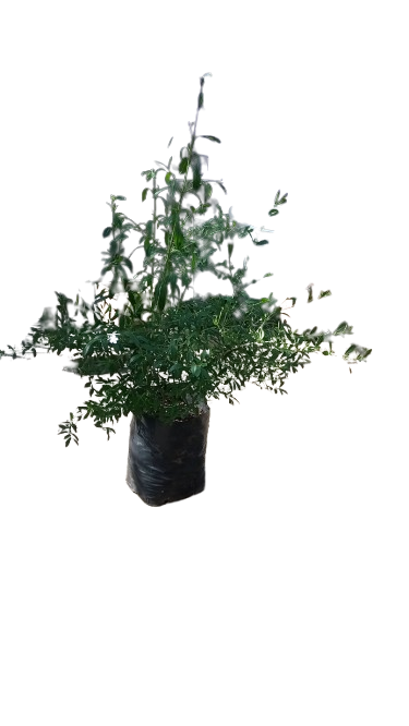 Freylinia 10l