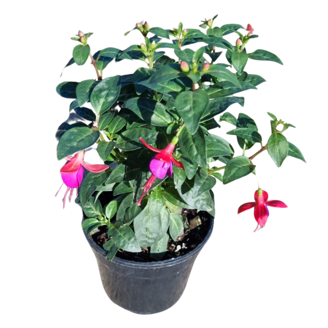 Fuchsia Bella 14cm