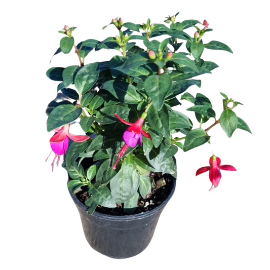 Fuchsia Bella 14cm
