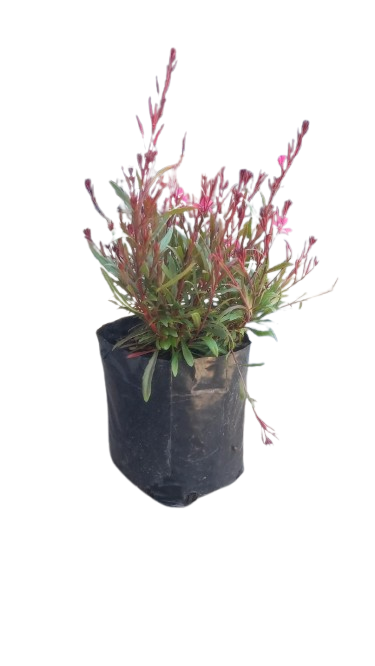 Gaura Belleza Dark Pink 4L