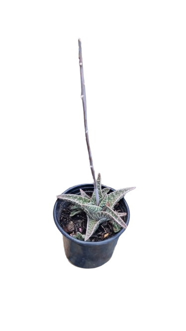 Gasteraloe Aveo (MNP1) 12cm