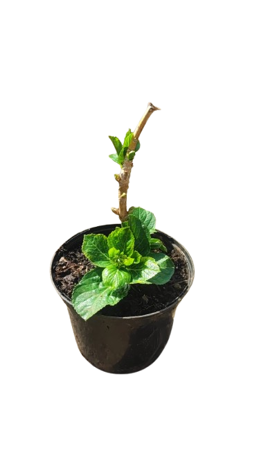 Hydrangea Blue 17cm