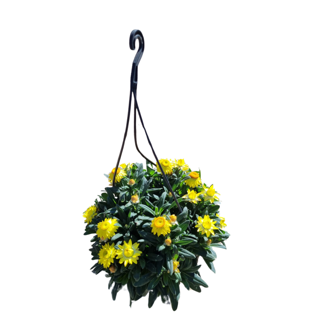 Bracteantha Helica 20cm Hanging Basket