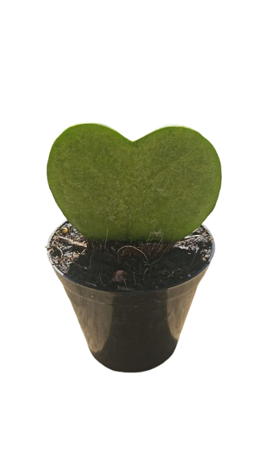 Heart succulent (Hoya Kerrii) 7,5cm