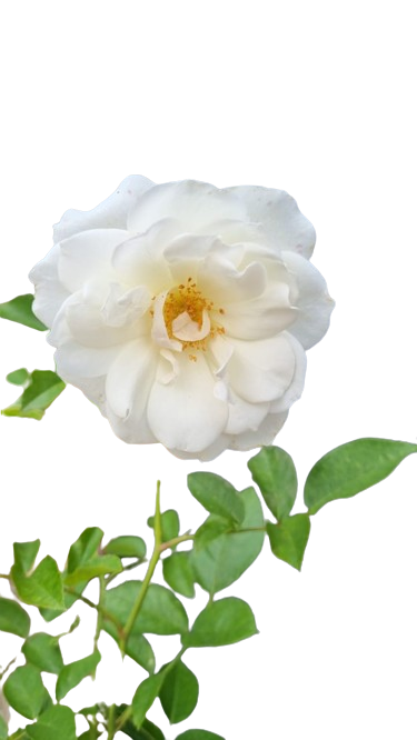 Iceberg White Rose
