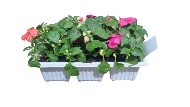 Impatiens 6 pack Seedling Tray