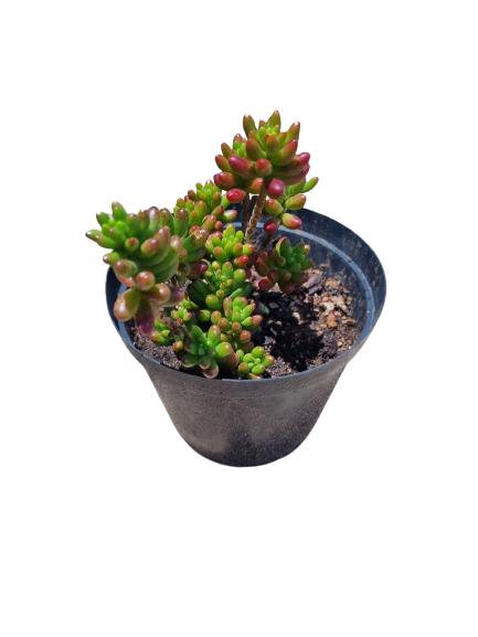 Sedum Rubrotinctum - Jelly Bean Succulent - 15cm