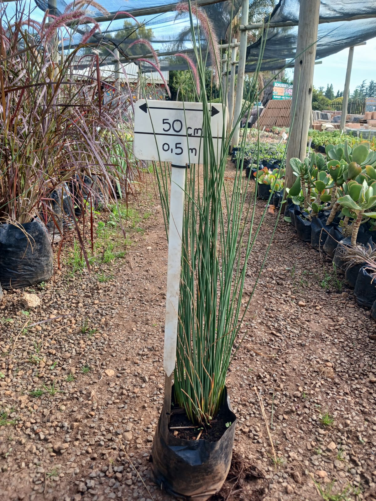 Juncas Blue Arrow 4L